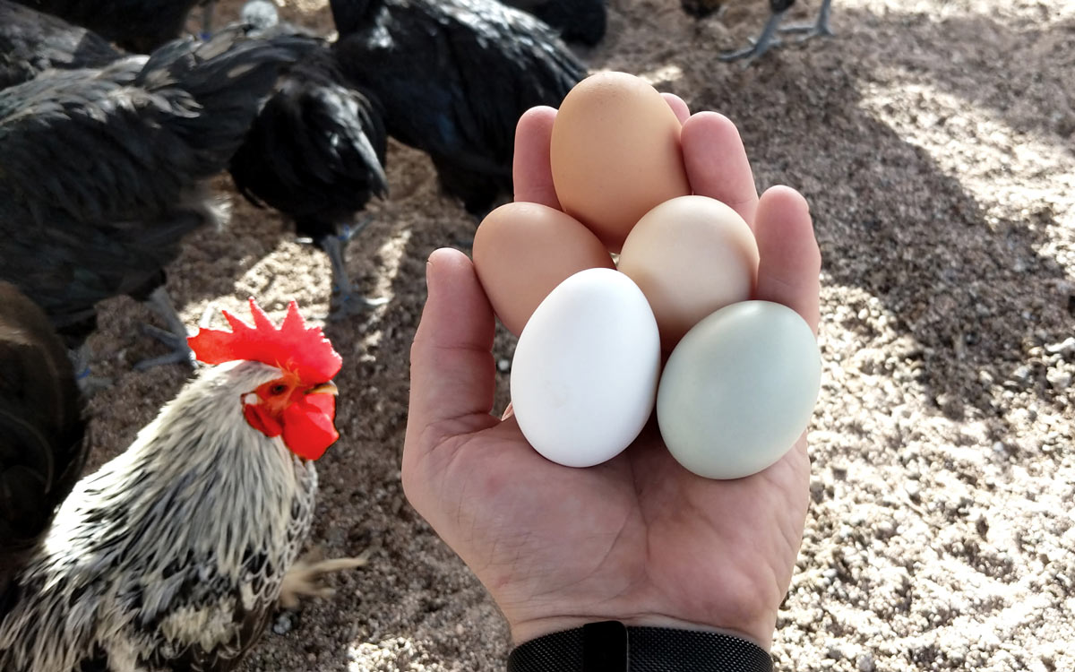 Billing-Software-and-the-Service